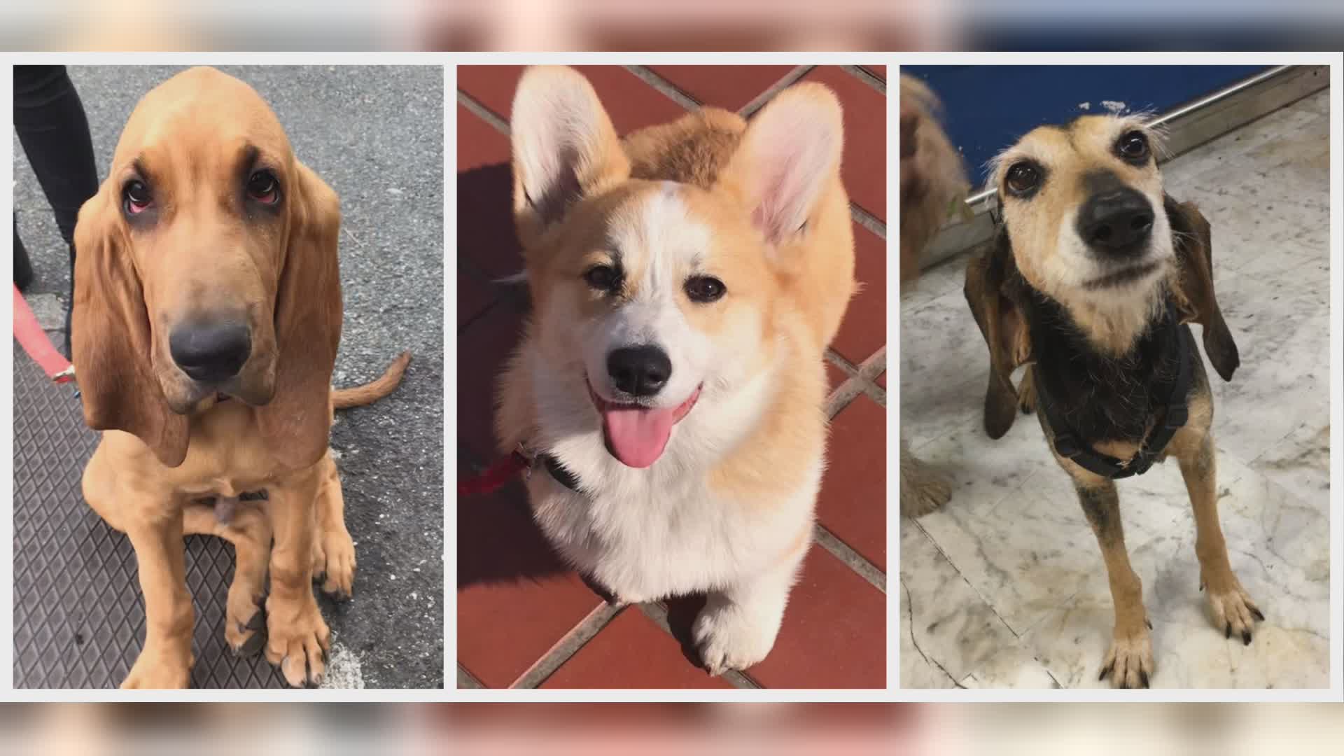 Sanremo: nasce la "patente" per tenere un cane