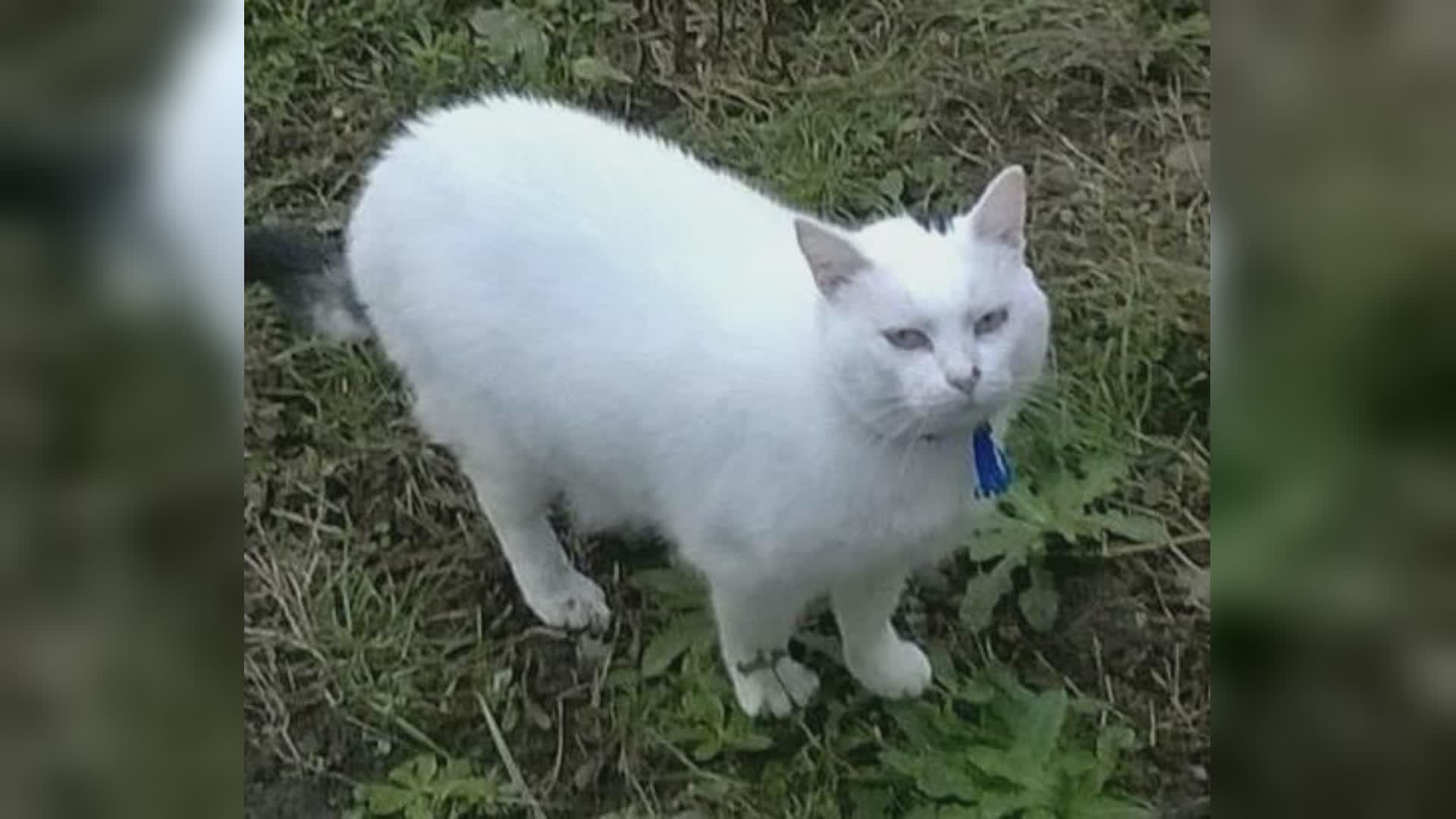 Genova: casa a fuoco, intossicato per salvare il gatto