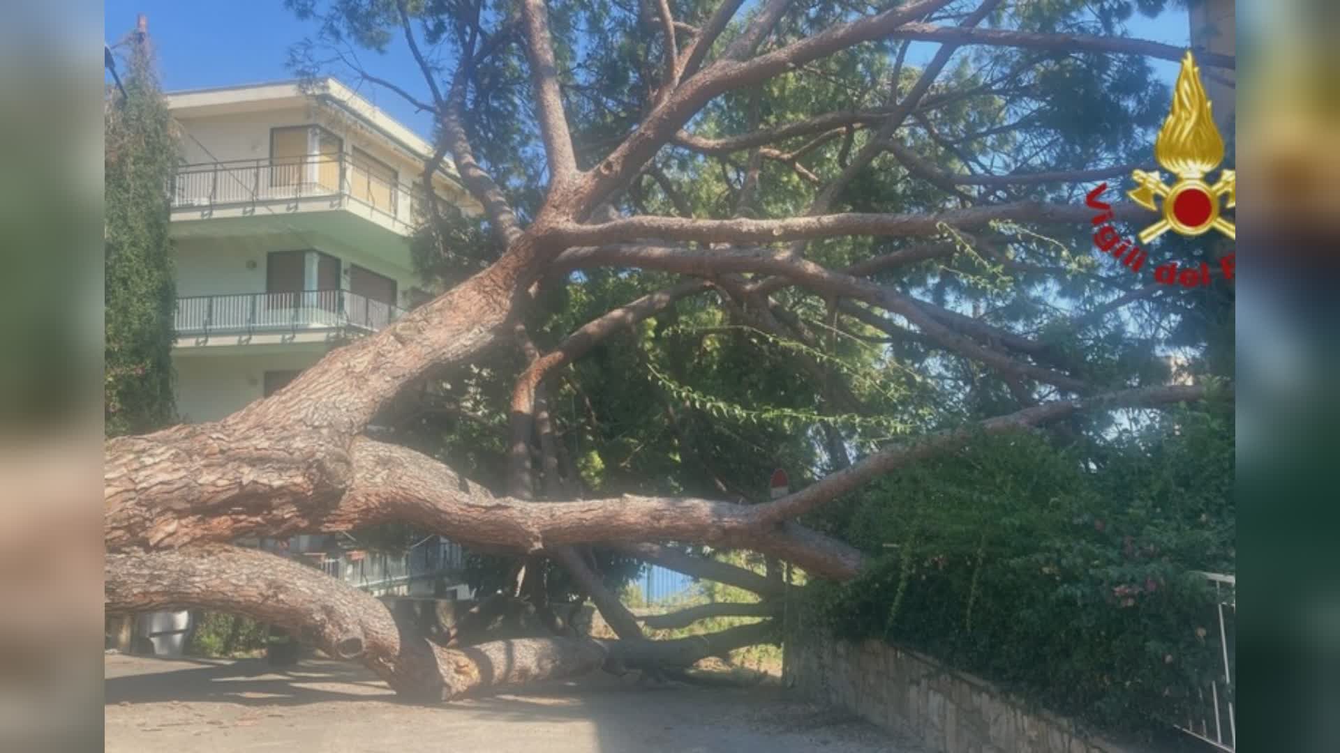 Sanremo: pino secolare cade in strada, tranciati cavi alta tensione, nessun danno alle persone