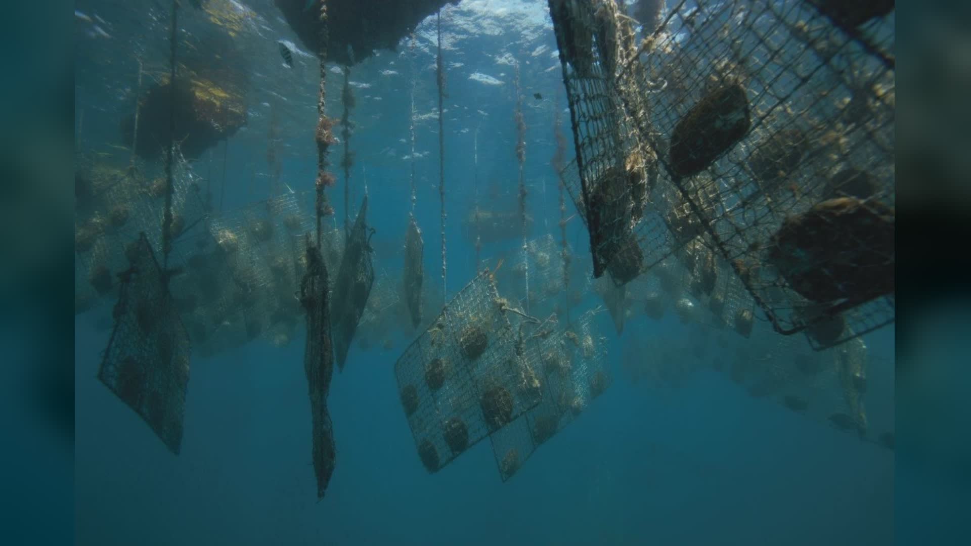 Genova: Acquario promuove reimpianto di coralli e mangrovie in Indonesia