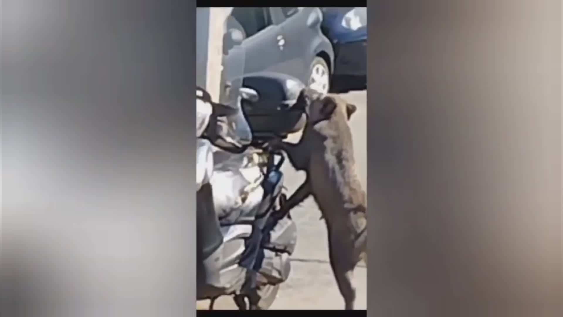 Genova, famiglia di cinghiali prende a morsi scooter parcheggiato ai Camaldoli (VIDEO)