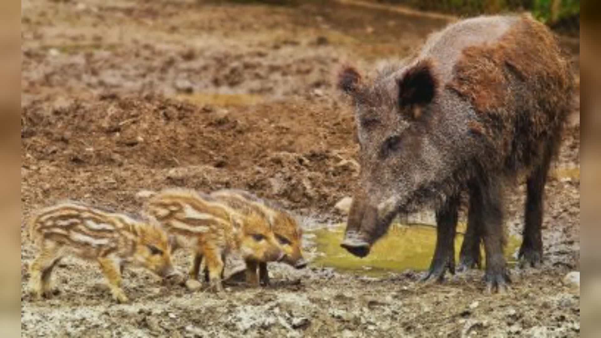 Peste suina: primo caso a Castellania Coppi, in Liguria toccate Arenzano, Bargagli e Torriglia