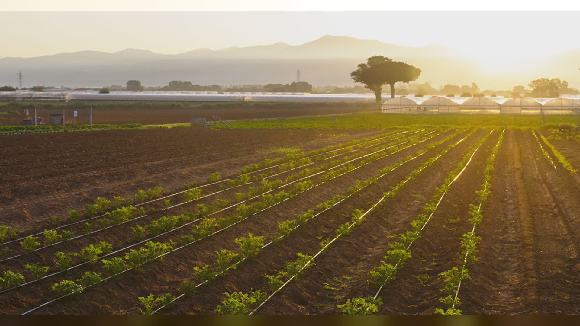 Liguria: siccità, agricoltori in allarme, "Migliorare rapidamente la rete di distribuzione dell'acqua"