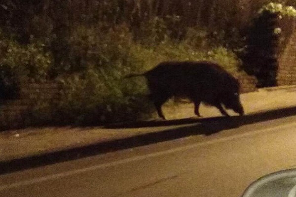 Chiavari, cinghiale attraversa l'autostrada: motociclista cade, ricoverato in ospedale