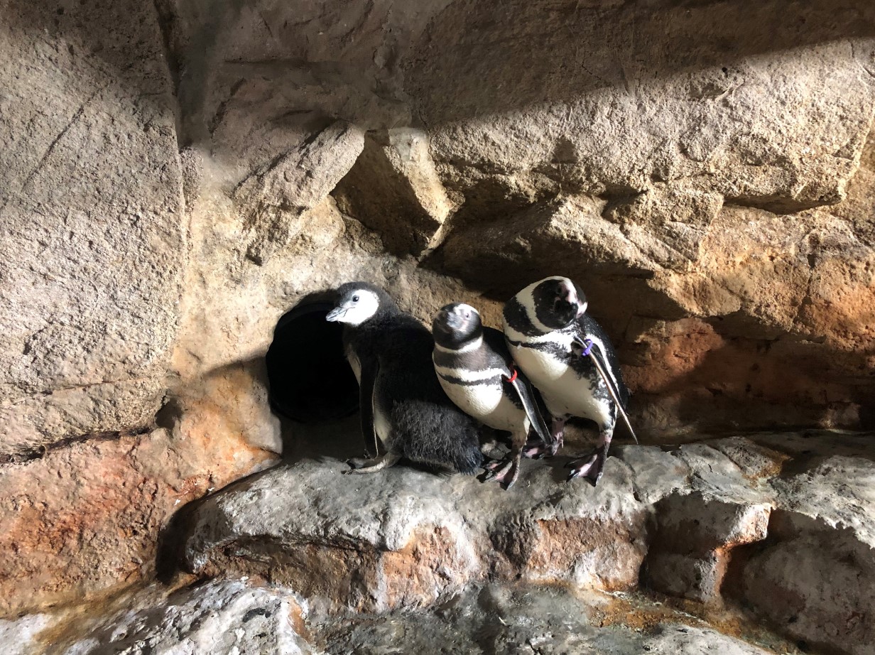 Genova: all'Acquario arriva un pulcino di pinguino di Magellano