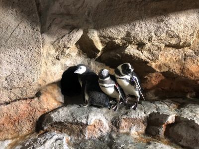 Genova: all'Acquario arriva un pulcino di pinguino di Magellano