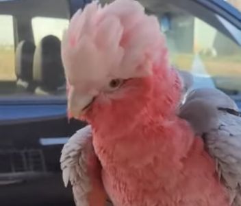 La Spezia: rarissimo pappagallo rosa rischia di annegare in mare, salvato da turisti