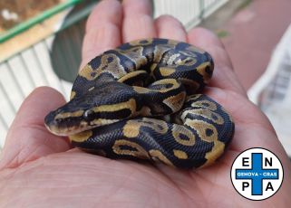 Genova: trovato un pitone a Sampierdarena, Enpa in cerca del proprietario