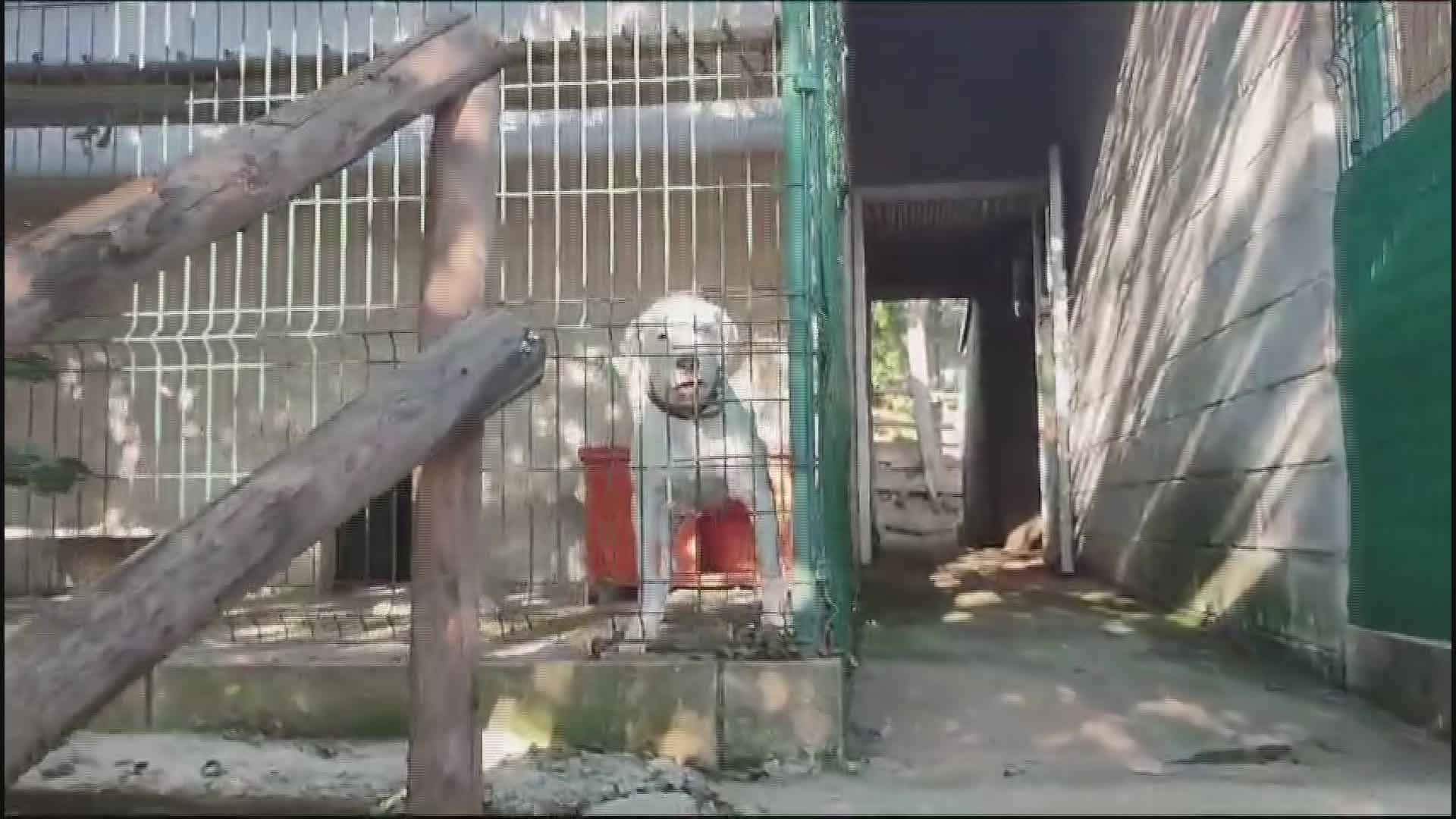 Genova, il canile di Monte Contessa al collasso: "Box tutti occupati"