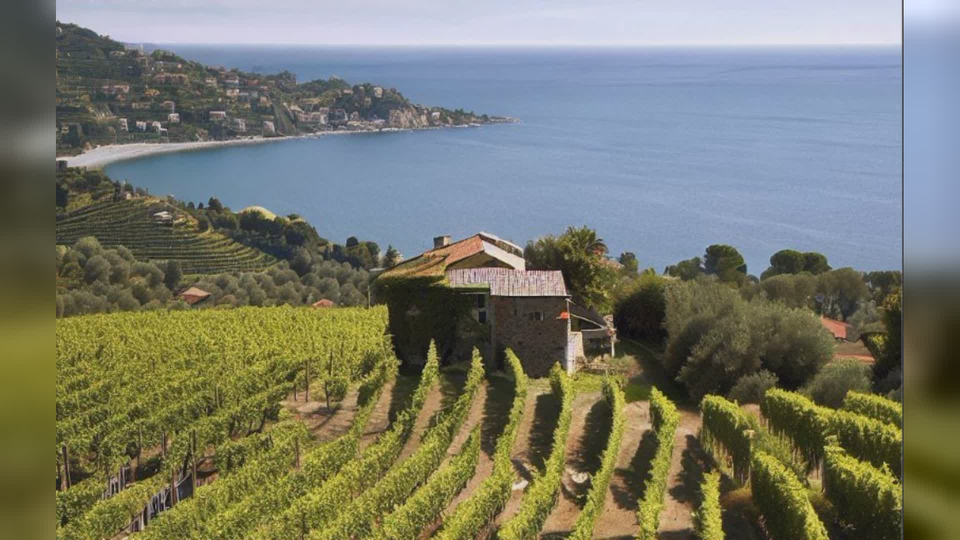 Liguria: cresce la produzione di vino, a dispetto della siccità