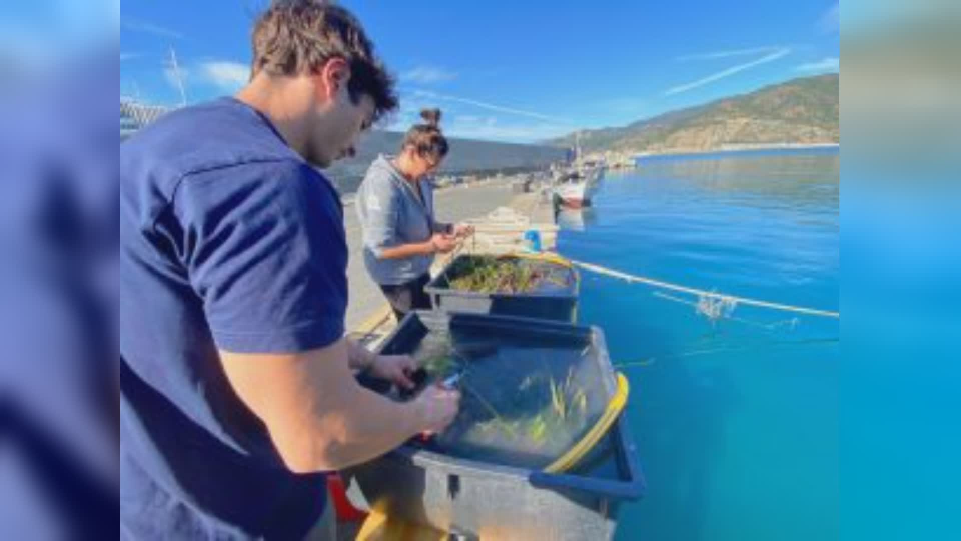 Liguria, rinasce la posidonia in fondo al mare: "Ogni metro quadrato sul fondale marino vale 2.444 euro"
