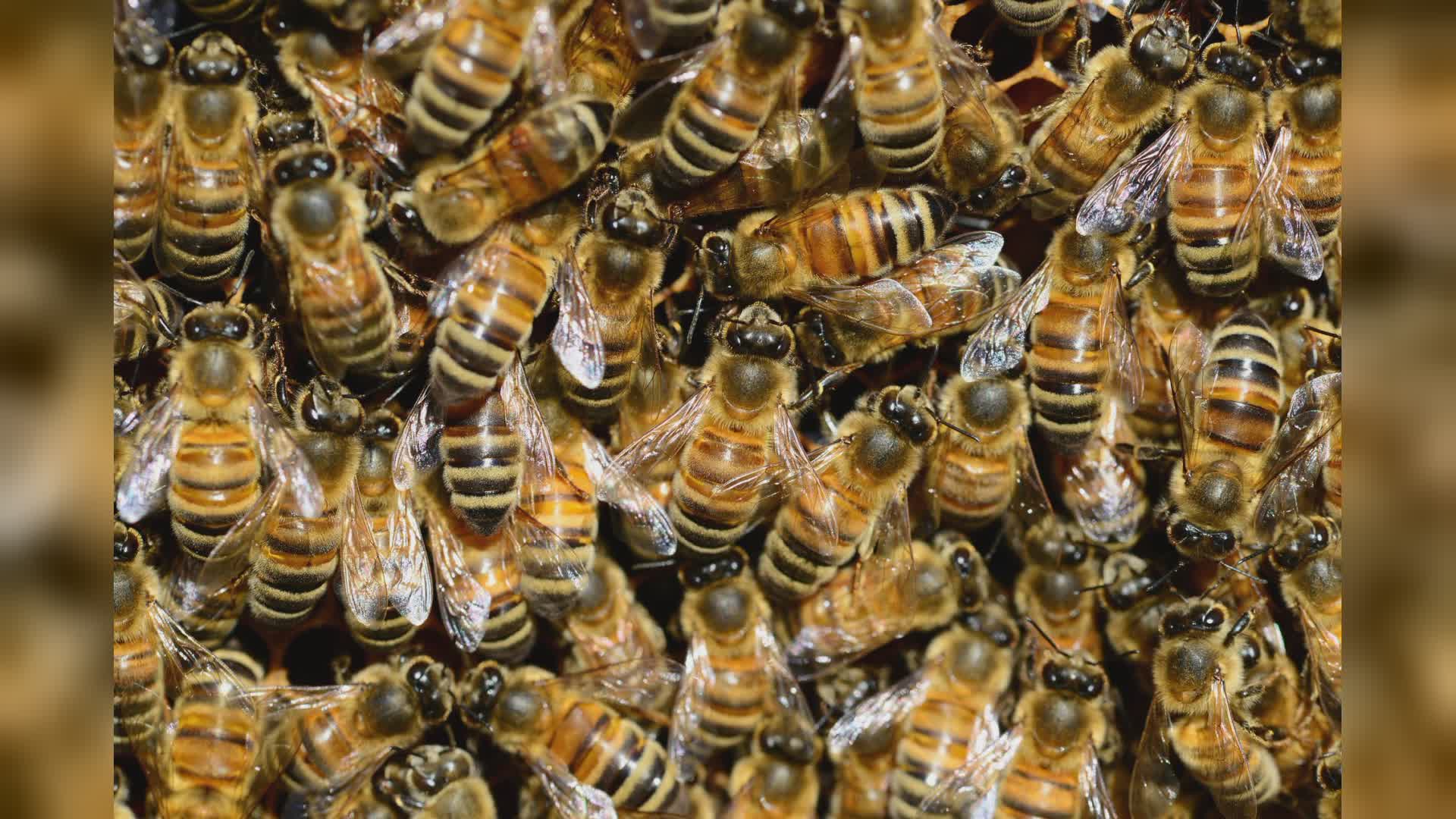 Liguria, apicoltura: la "Vespa velutina" arriva dalla Francia e mette a rischio la produzione di miele