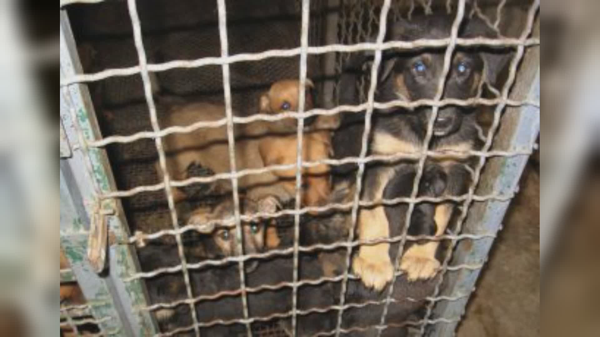 Imperia: combattimenti tra cani, reato prescritto per otto imputati