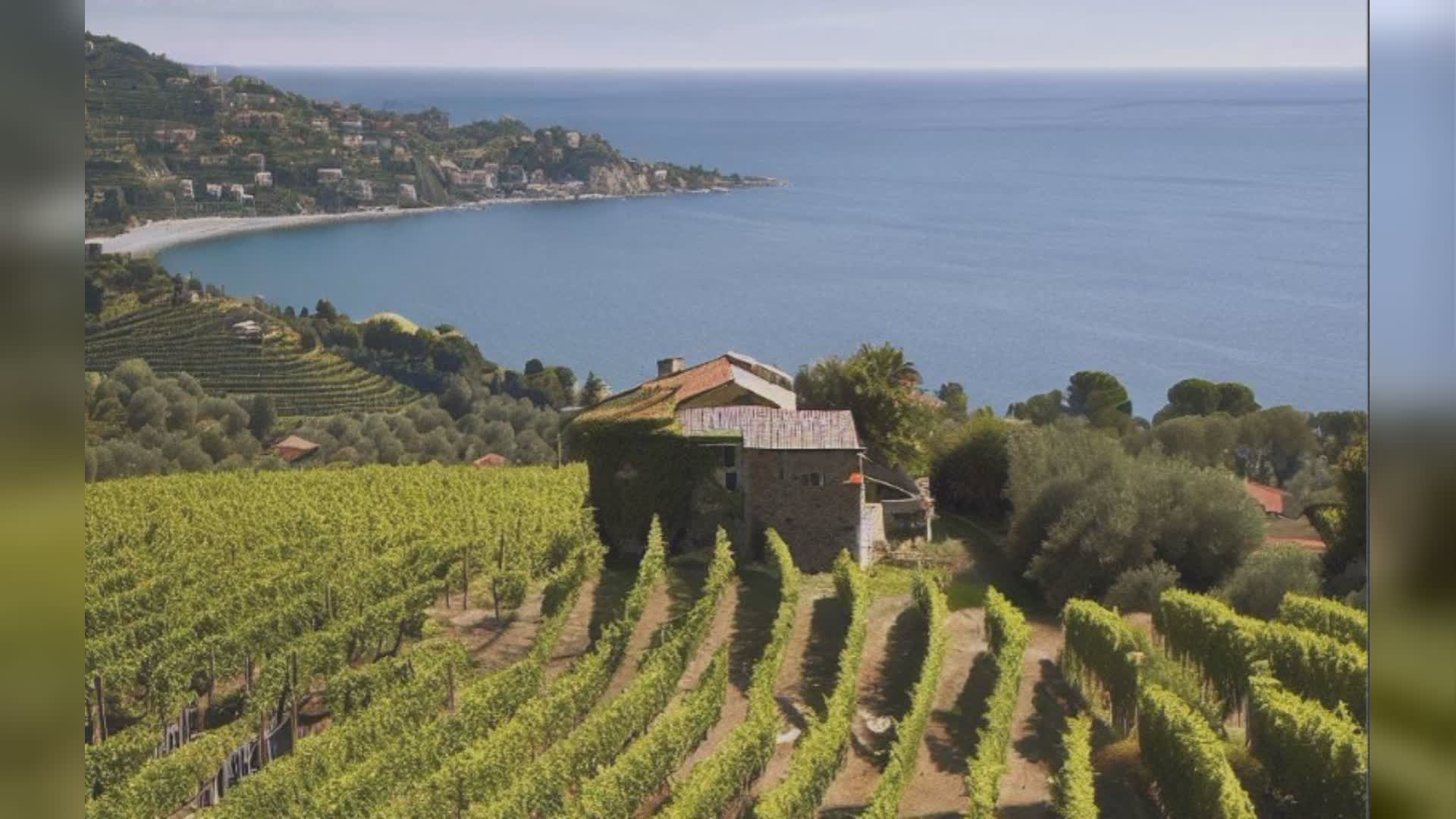 Liguria, crolla la produzione di olio: l'allarme lanciato da Confagricoltura