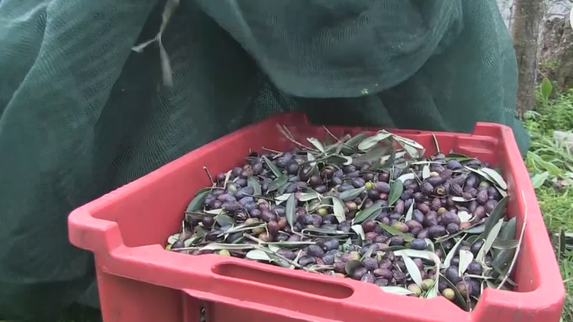 Liguria, le olive taggiasche ottengono l'IGP: c'è l'ok del Ministero