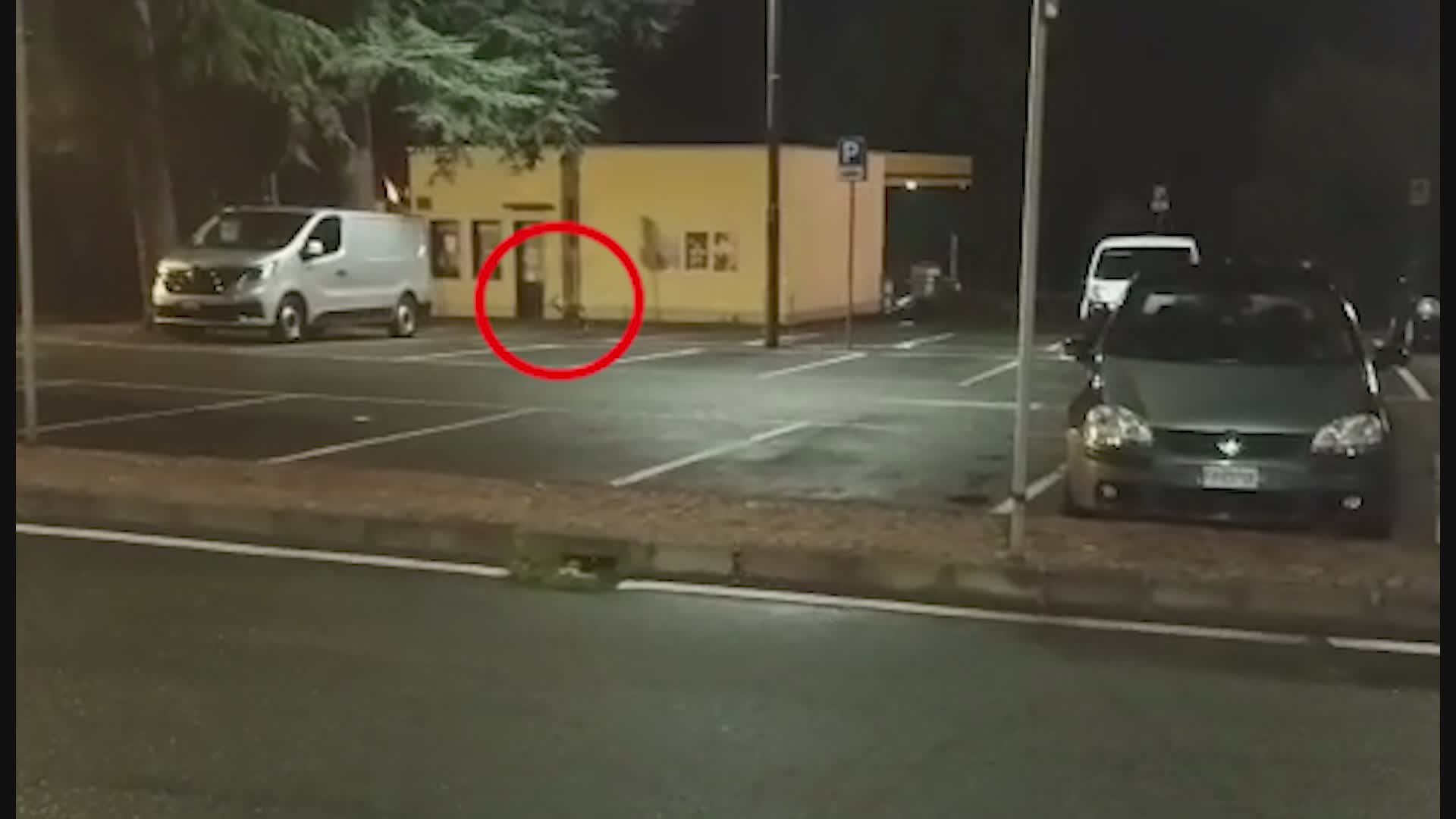 Sassello, avvistati due branchi di lupi. E un giovane esemplare passeggia in paese