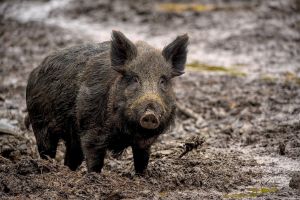 Liguria, domani al via la caccia al cinghiale: impegnati oltre 8mila cacciatori per abbattere fino a 35mila capi