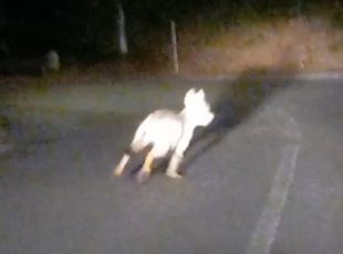 Lupi: un esemplare avvistato sulla strada provinciale tra Sassello e Maddalena
