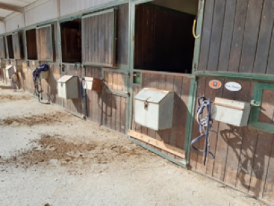 Liguria, “allevamento lager” di Moconesi: cavalli malnutriti e morti di stenti