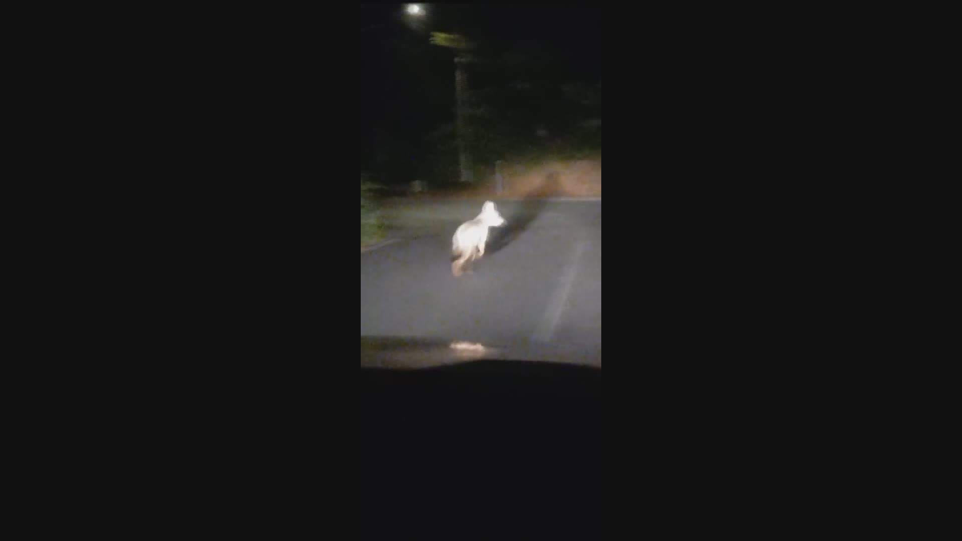 Sassello, ucciso il lupo confidente: "Mi aveva aggredito vicino la porta di casa"