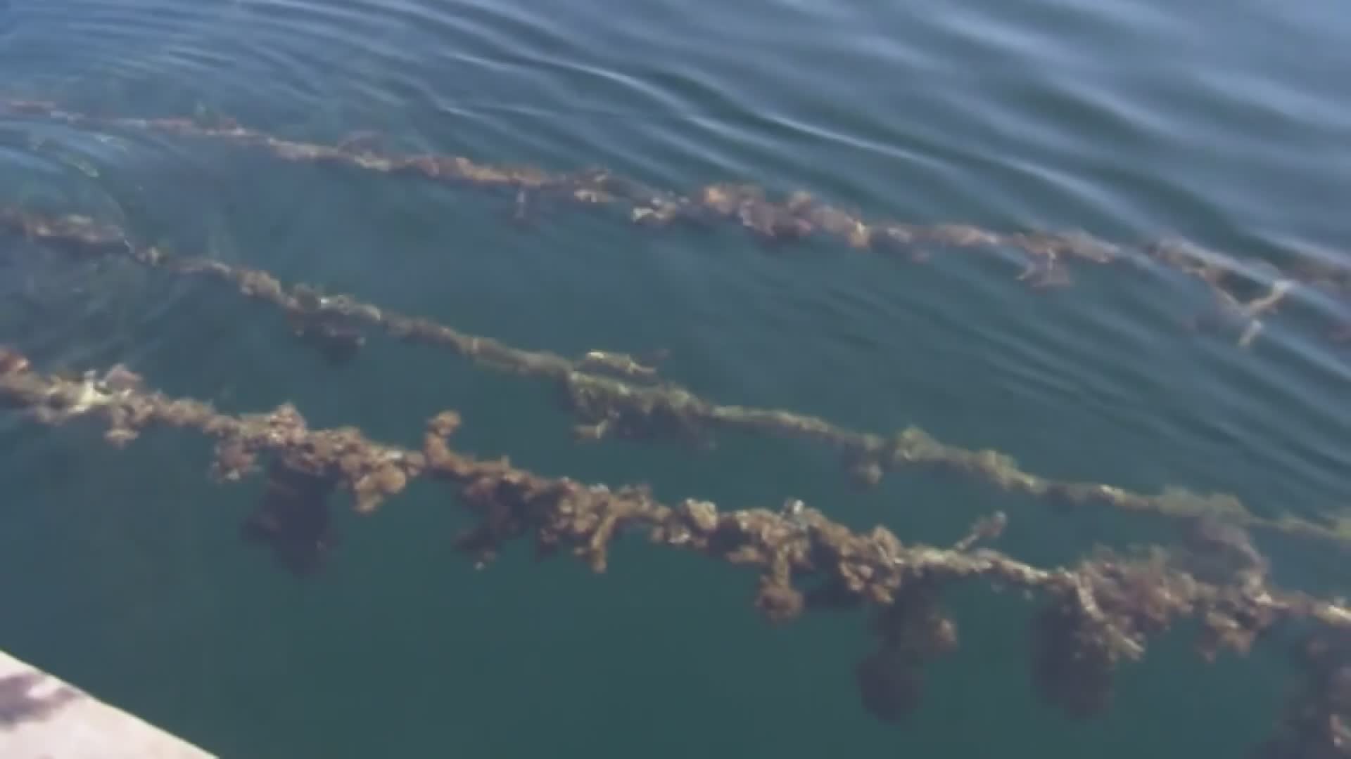 La Spezia, mitilicoltori in allarme: "La produzione delle cozze diminutita dell'80% per colpa delle orate giganti"