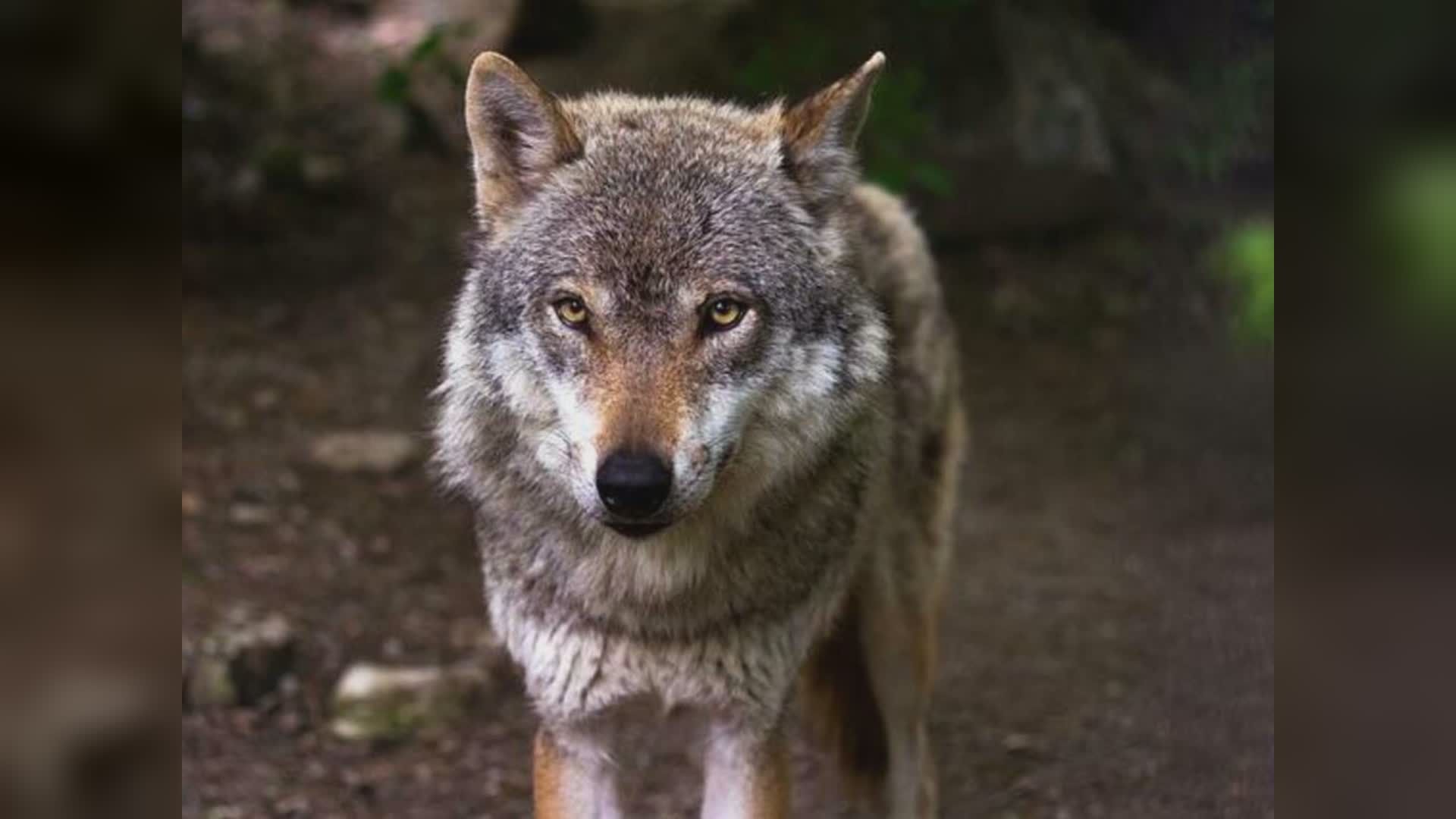 Mioglia, nella notte ancora attacco di un lupo: sbrana due capre, la terza salvata dall’allevatore