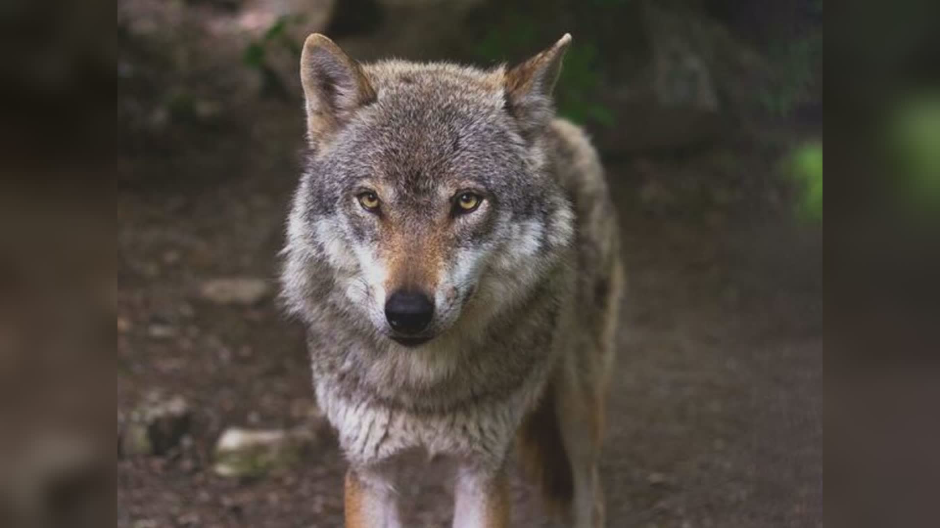 Genova, allarme lupi in città: sbranato un cane in zona Madonna del Monte