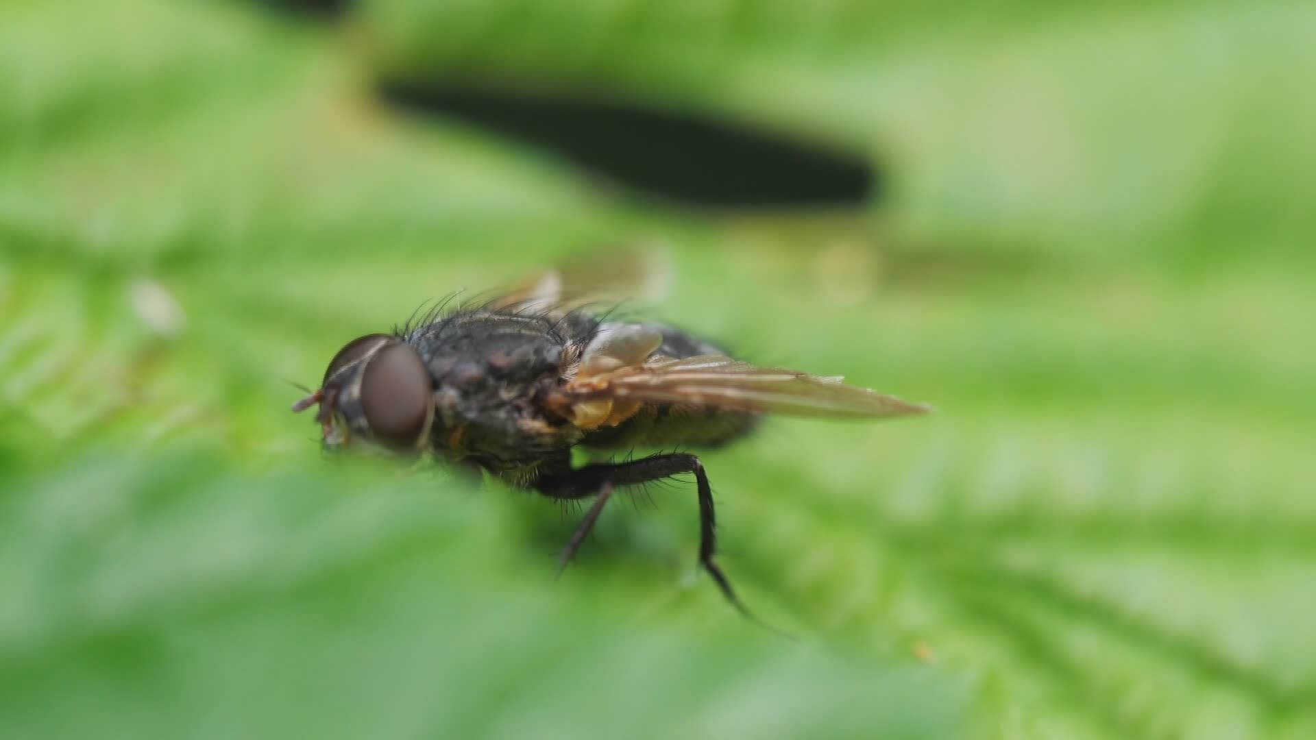 Genova, caldo e non solo: città invasa dalle mosche