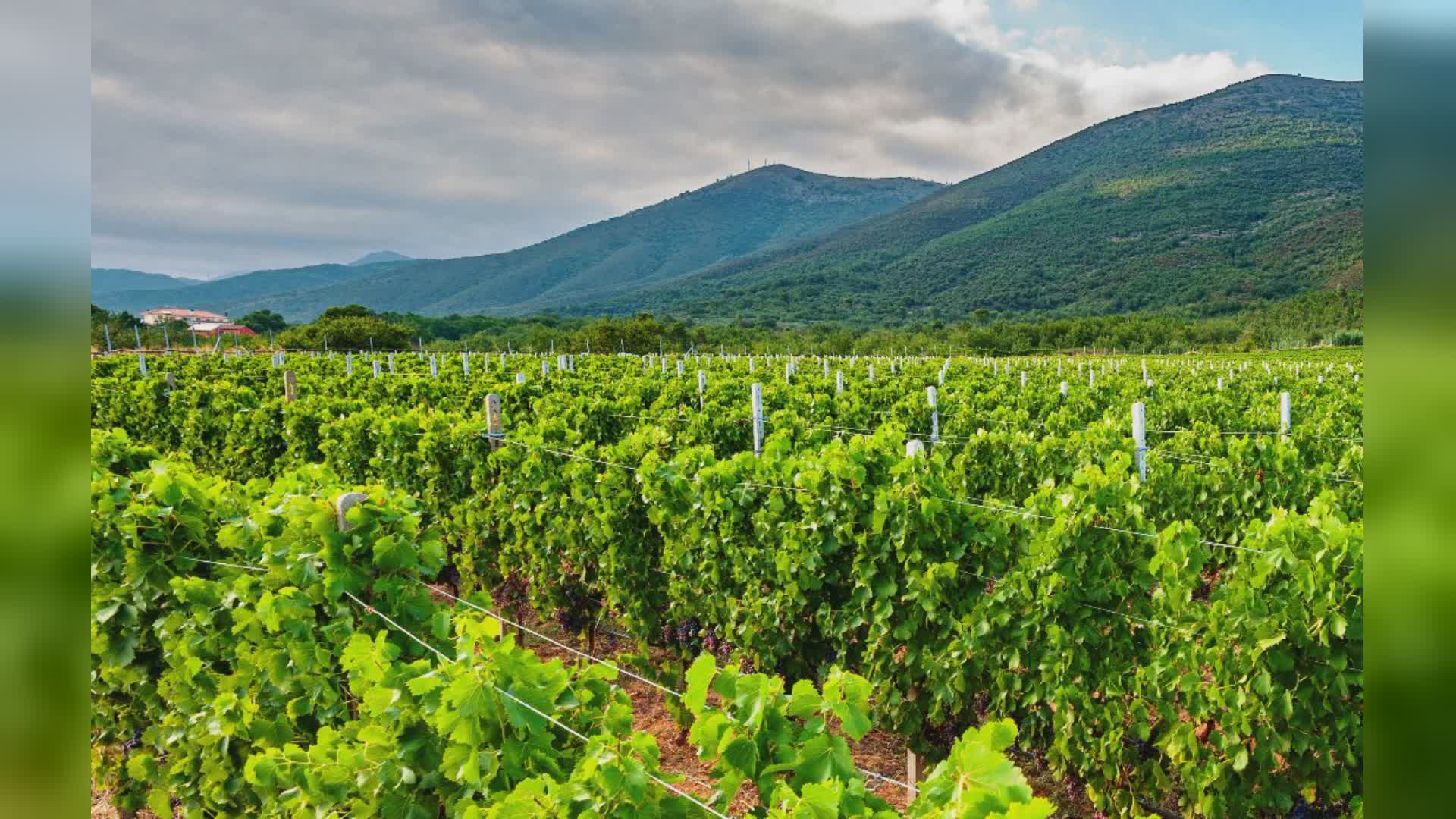 Raddoppio per la Liguria sulle autorizzazioni per nuovi impianti vitivinicoli