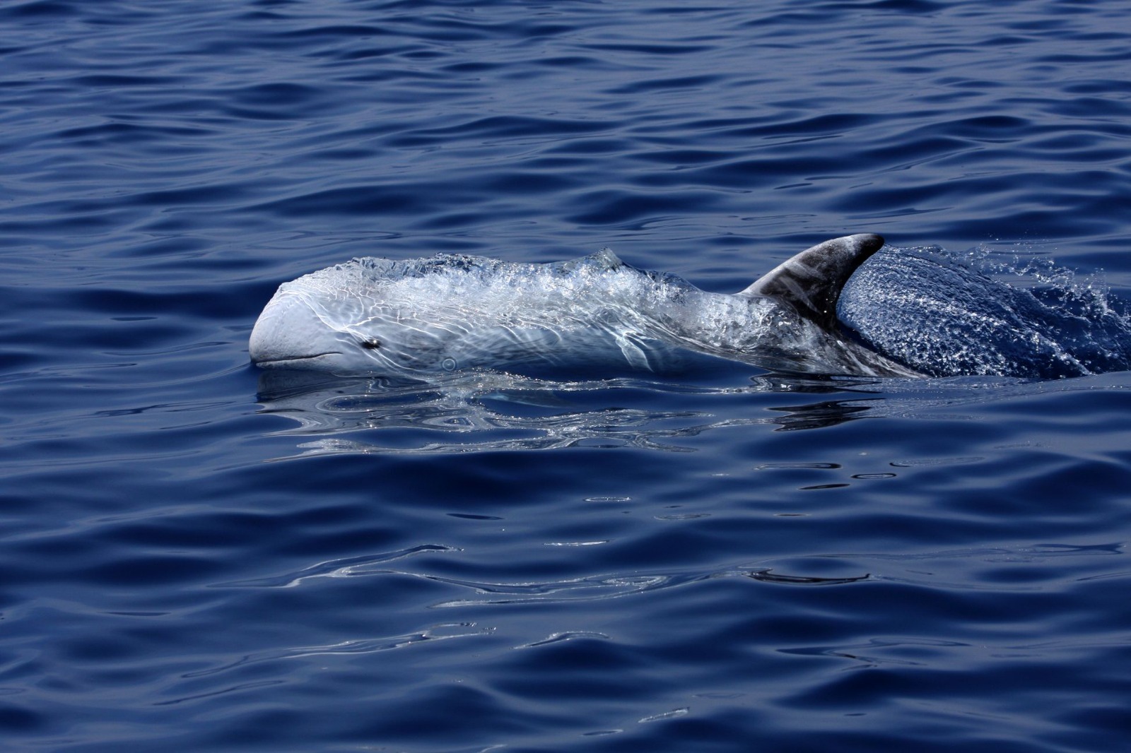 Genova, all’Acquario via al corso per osservatori e operatori acustici del mare: obiettivo la tutela dei cetacei 