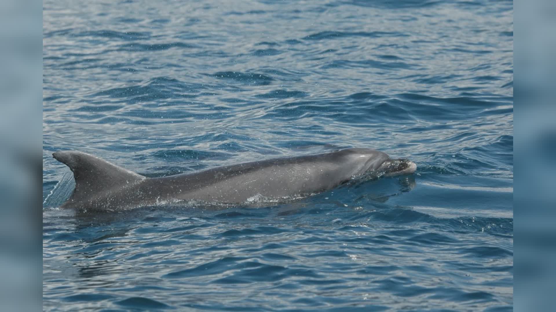 Genova, all'Acquario arriva Zefiro: il delfino che vive nel Mar Ligure studiato da 22 anni