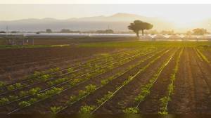 Liguria, crolla il numero di agricoltori e di aziende del settore: dati preoccupanti