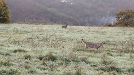 Rossiglione, lupo a passeggio per le vie del paese (VIDEO)