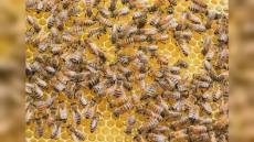 Apicoltura, da Regione Liguria un bando da 250mila euro per potenziare il settore