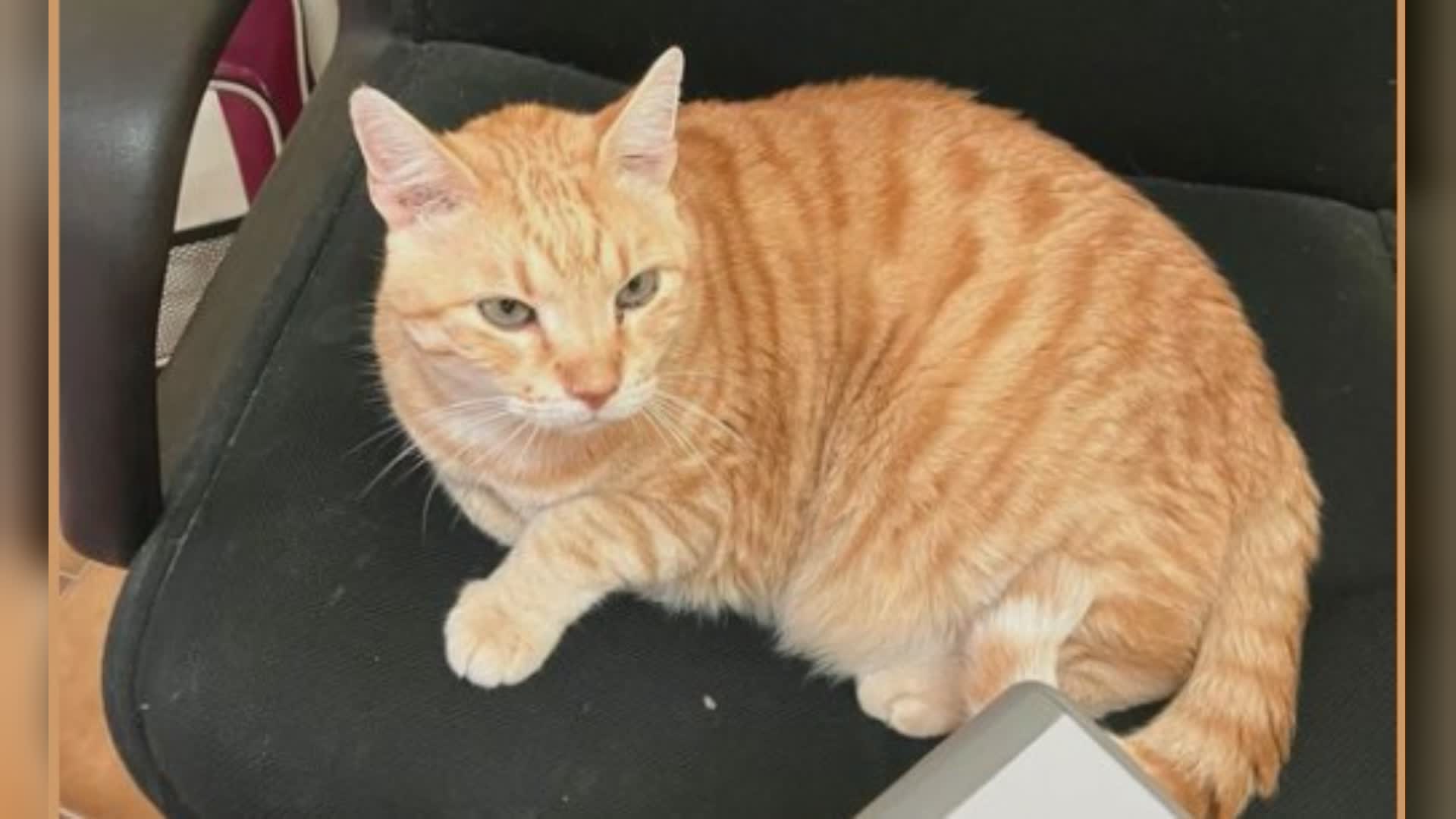 Ospedaletti: Mosé "gatto vagabondo", padrona apre pagina Facebook per rintracciarlo