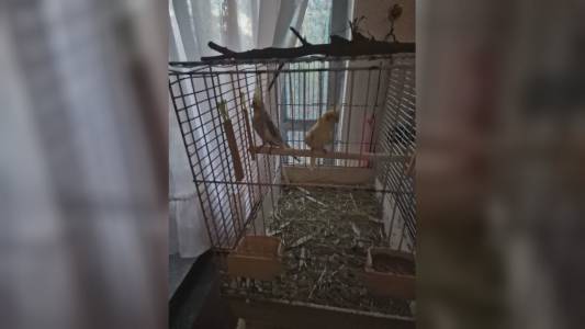 Genova: pappagalli, cornacchia e tartaruga "imprigionati" in casa salvati dalla polizia locale
