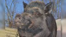 Peste suina: 258mila euro dalla Regione al Parco dell'Antola per il contrasto al morbo