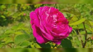 Busalla: nasce associazione tutela antiche rose della Valle Scrivia