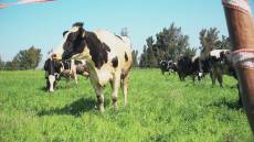 Liguria, partono i nuovi progetti a tutela dei pascoli e della transumanza: finanziamento da 3.5 milioni