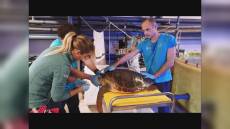 Genova, soccorsa all'Acquario una tartaruga marina impigliata in rete fantasma (video)