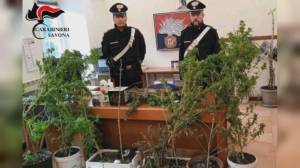 Savona, coltivava cannabis nel proprio giardino: arrestato 47enne