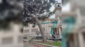 Sestri Levante: abbattuto storico pino pericolante in piazza della Repubblica