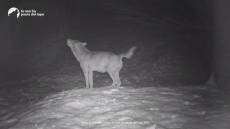 Lupi in Liguria: dall'Appennino parmense l'impressionante video di un ululato nella notte