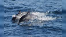 Imperia: quasi un centinaio di cetacei avvistati nel corso del 2023