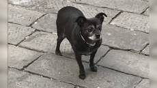 Genova, botti vietati, l'assessore Corso: "Basta incubi per gli animali"