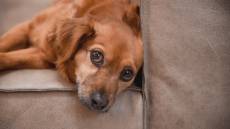 Capodanno, botti e petardi infastidiscono gli animali: i consigli della veterinaria, ecco come prendersene cura