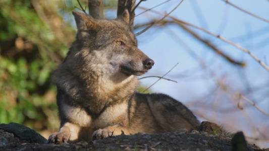 Lupi in Liguria, 400 casi di predazione sui cani da novembre 2022 ad agosto 2023