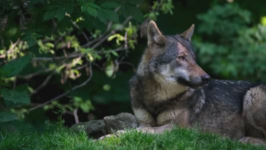 Lupi in Liguria, la replica degli animalisti al report di Federcaccia: "Dati raccolti in gran parte da cacciatori"