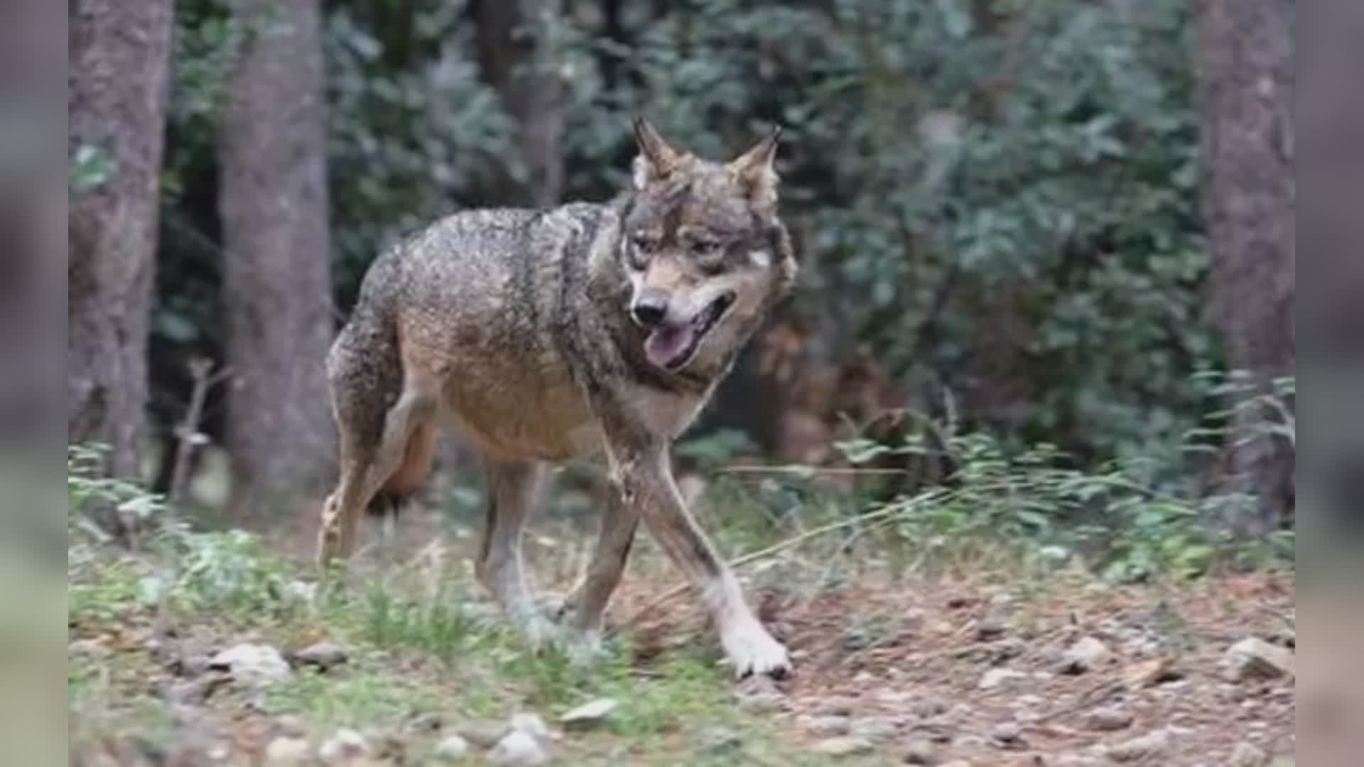 Arenzano, lupa investita sull'Aurelia: ora è affidata all’Enpa per le cure