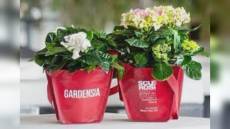 Liguria, Bentornata Gardensia nelle piazze per finanziare l'Aism